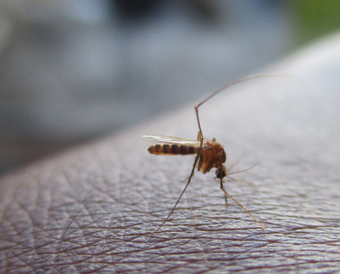 ¿Qué soluciones existen contra los mosquitos tigre? 2