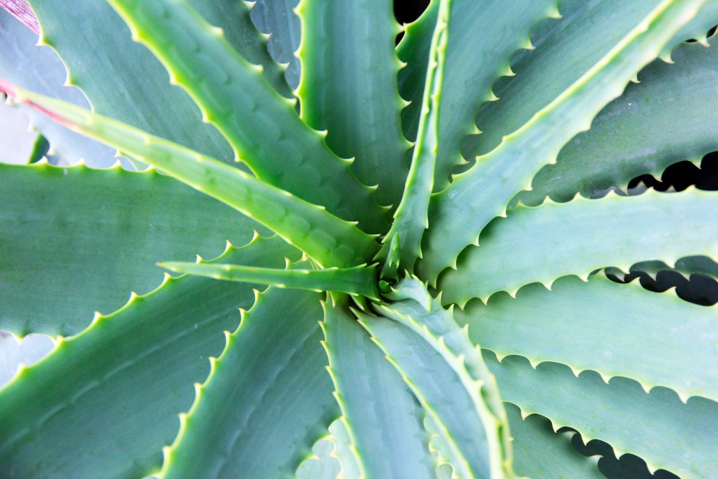 Aloe vera: descubre todas sus propiedades